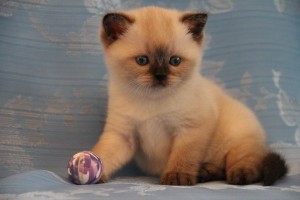 Шоколадный-пойнт окрасы британских кошек: фото, стандарт породы. Шоколадный-пойнт британские кошки, коты, котята: фото. Британцы шоколад-пойнт: стандарт окраса (британцы шоколад пойнт, шоколадный поинт: британские котята, коты, кошки)